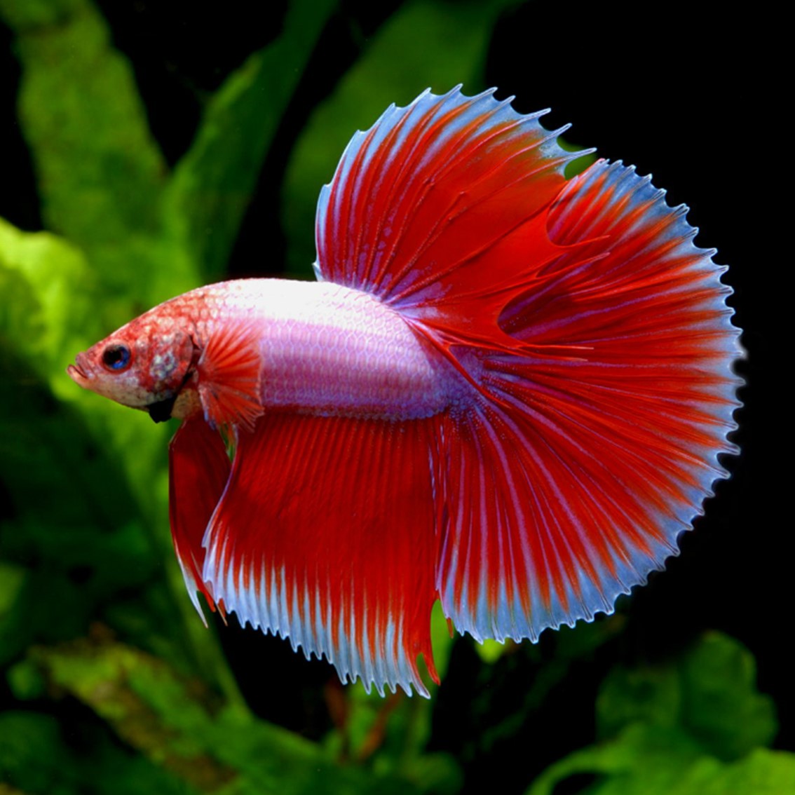 Cura dell’acquario